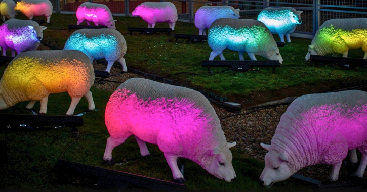 lluminated Sheep Evenings - 'Dreaming of Electric Sheep' 